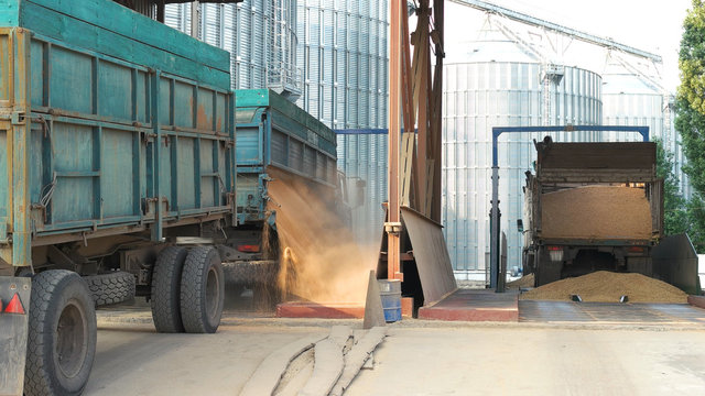 Grain trucks dumping grain. Unloading harvest grain in a factory.