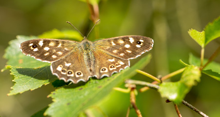 Speckled Wood Butterfly