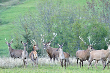 Naklejka na ściany i meble Wildlife Deer defends and keep watching herd of deerskin during the rut on the meadow
