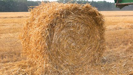 Round bale of straw in the meadow. Close up. Golden hay bales in the countryside.