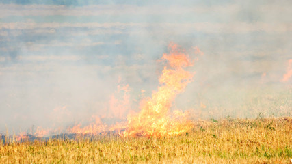 Forest wildfire. Burning field of dry grass.