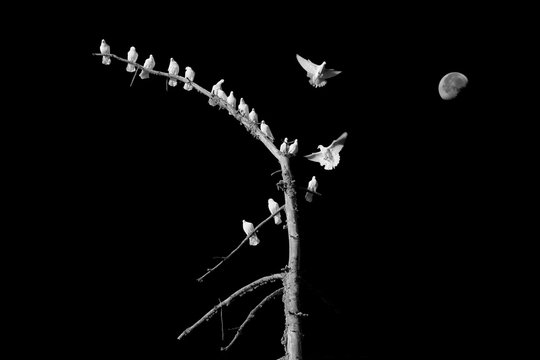 colombes paix oiseau blanc branche symbole libert&eacute; arbre tronc lune noir et blanc silhouette vol voler