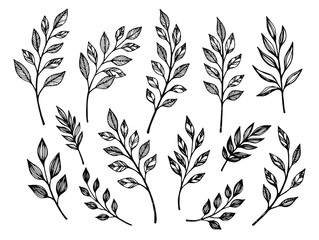 Hand drawn leaves. Botanical vector illustrations