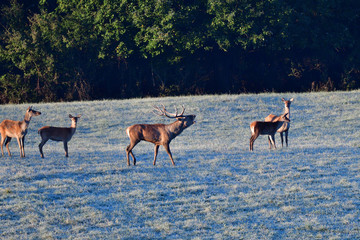 Herd of deer with antlers and buckskin running in rut season 