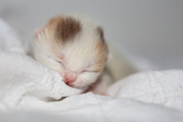 Neugeborenes Katzenbaby BKH - süß