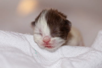 Neugeborenes Katzenbaby BKH - süß
