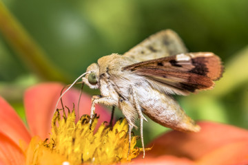 butterfly 52