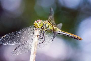 dragonfly 30.