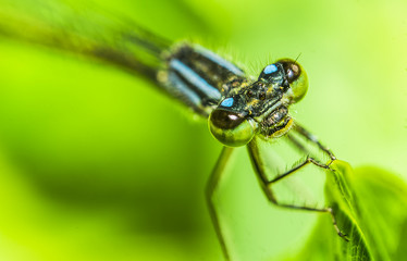 dragonfly 31.