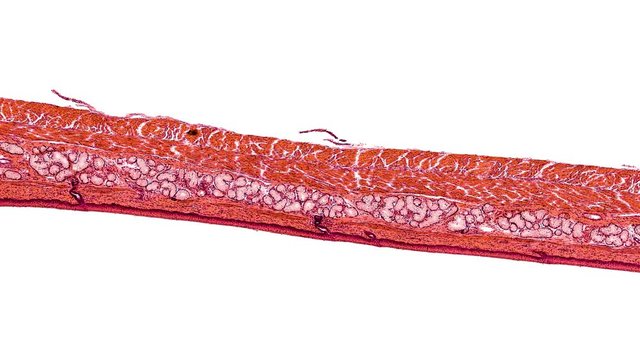 stratified squamous epithelium - cross section cut under the microscope &ndash; microscopic view of animal cells for education