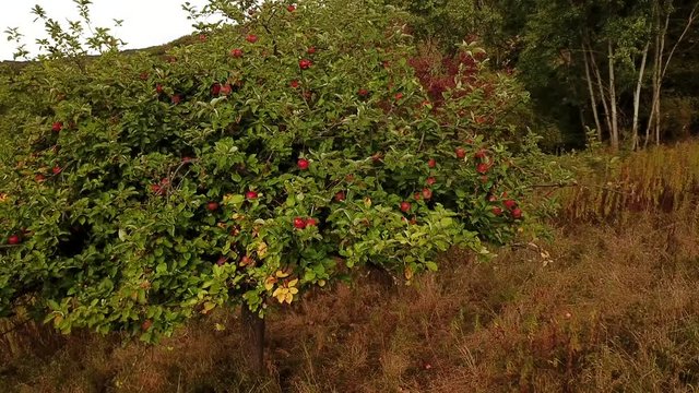 Tracking shot of a ripe apple tree on a field