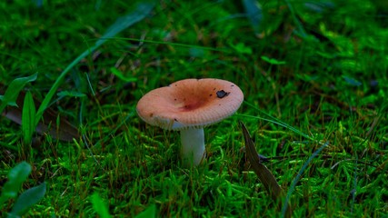 A single Mushroom on green grass background 
