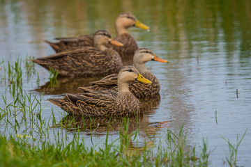 Ducks in a row