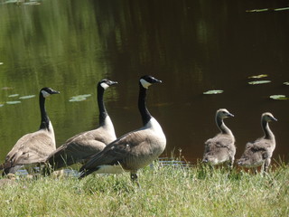 family of geese