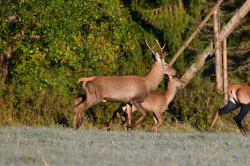 Stag with big antlers walking around the forest during rut season