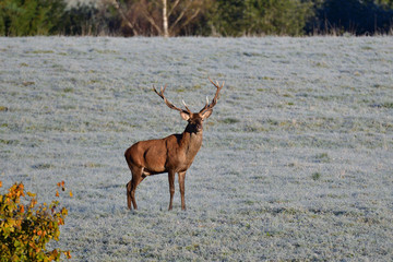 deer stag with antlers to rut on the meadow 