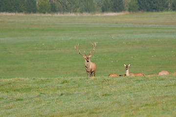 deer stag with antlers to rut on the meadow 