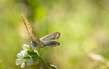 Butterfly and autumnal flower of the field. Sunny card