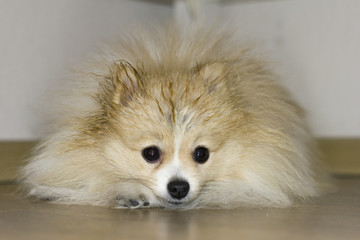 funny pomeranian like a hedgehog