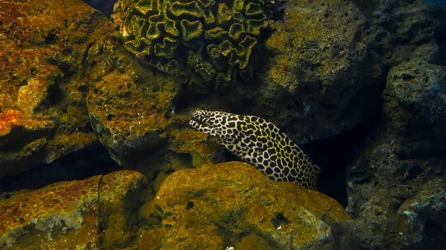 Sea eels in fish tank, Aquarium decoration. Moray Eel in fish tank.
