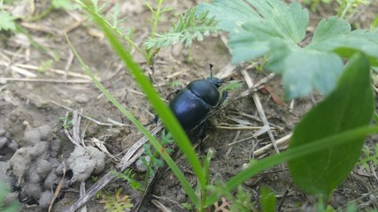 schwarzblauer runder  käfer - schwalbenwurz Blattkäfer