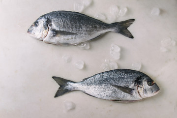 Two raw uncooked gutted sea bream or dorado fish on ice over white marble background. Flat lay,...