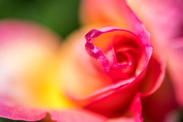 Obraz na płótnie Canvas red rose closeup