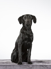 Black labrador puppy dog with a white background. Isolated on white.