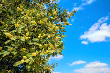 Olive tree against blue sky background