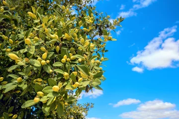 Fototapete Olivenbaum Olivenbaum vor blauem Himmelshintergrund