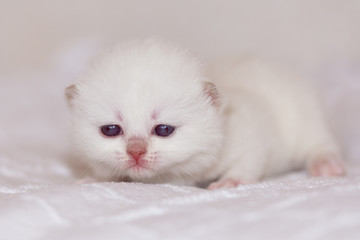 BKH Katzenbaby Kitten weiß - cinnamon point edel und süß 