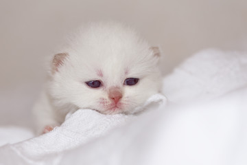 BKH Katzenbaby Kitten weiß - cinnamon point edel und süß 