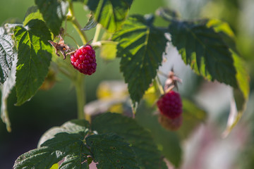 branch of ripe raspberries in a garden