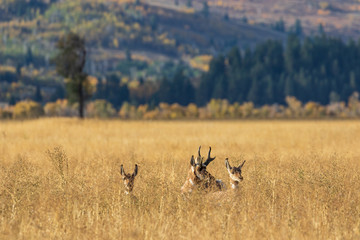 Pronghorn Antelope in the Fall Rut