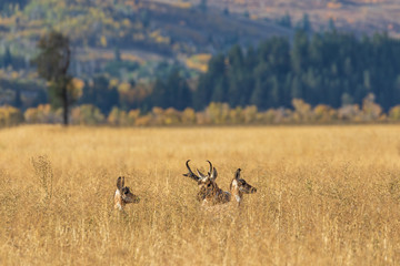 Pronghorn Antelope in the Fall Rut