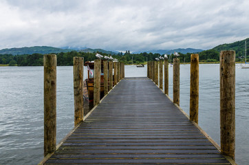 Fototapeta na wymiar Seagulls perched on wooden posts by the pier. Photo taken at Ambleside Pier by Lake Windermere in the Lake District, Cumbria, England