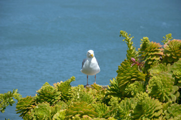 seagull on fat plants