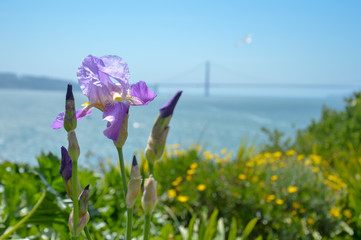 purple flower on the bay