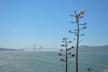 seagulls on agave plant