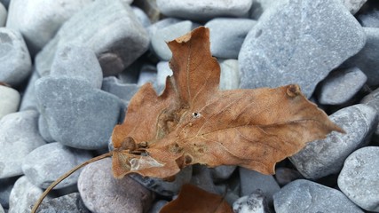 vertrocknetes herbstblatt