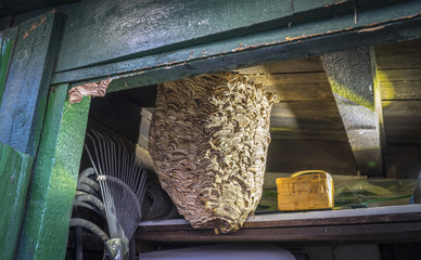 huge hornets nest  Vespa crabro, with a population of about 1000 animals