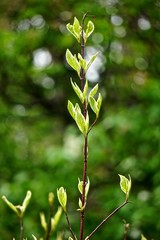 Close-up of slender shoots of new leaves on a plant with light and dark green leaves.