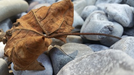 vertrocknetes herbstblatt