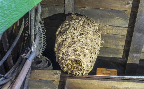 huge hornets nest  Vespa crabro, with a population of about 1000 animals