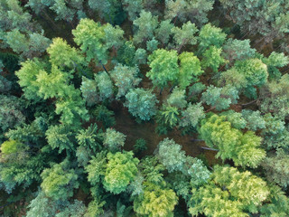 Aerial view on coniferous forest at the beginning of autumn.