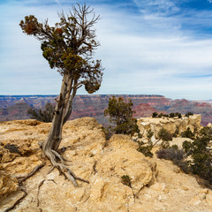 Grand Canyon landscape