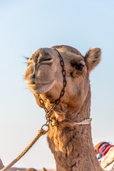 Camel in the Desert, Oman, Africa