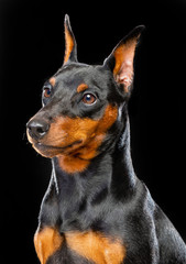 Fototapeta na wymiar Zwergpinscher Dog Isolated on Black Background in studio