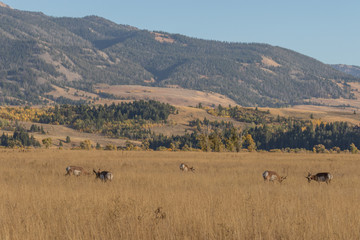 Fototapeta na wymiar Pronghorn Antelope in the Fall Rut