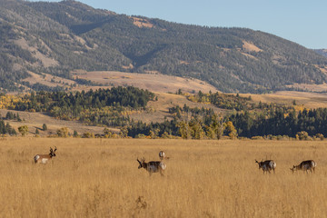 Pronghorn Antelope in the Fall Rut